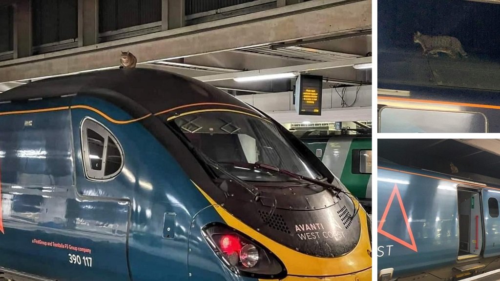 O pisica a dat peste cap mersul trenurilor din Londra catre Manchester