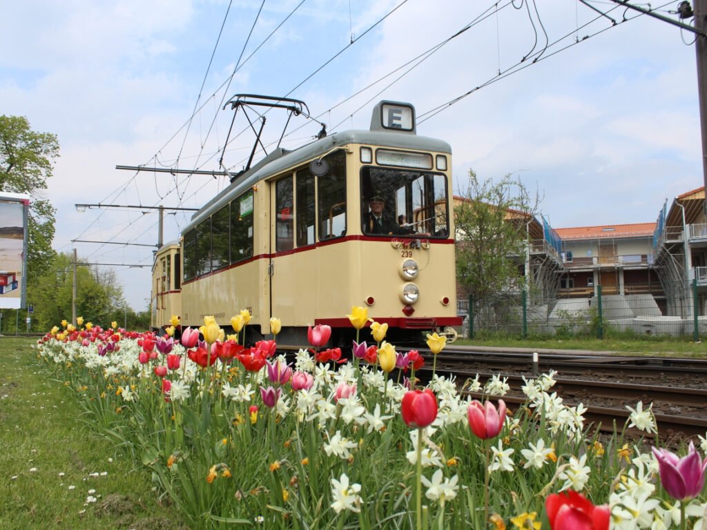 Tramvaiele istorice ale ÜSTRA revin pe șine de 1 Mai cu Maibaumexpress între Gleidingen și Sarstedt