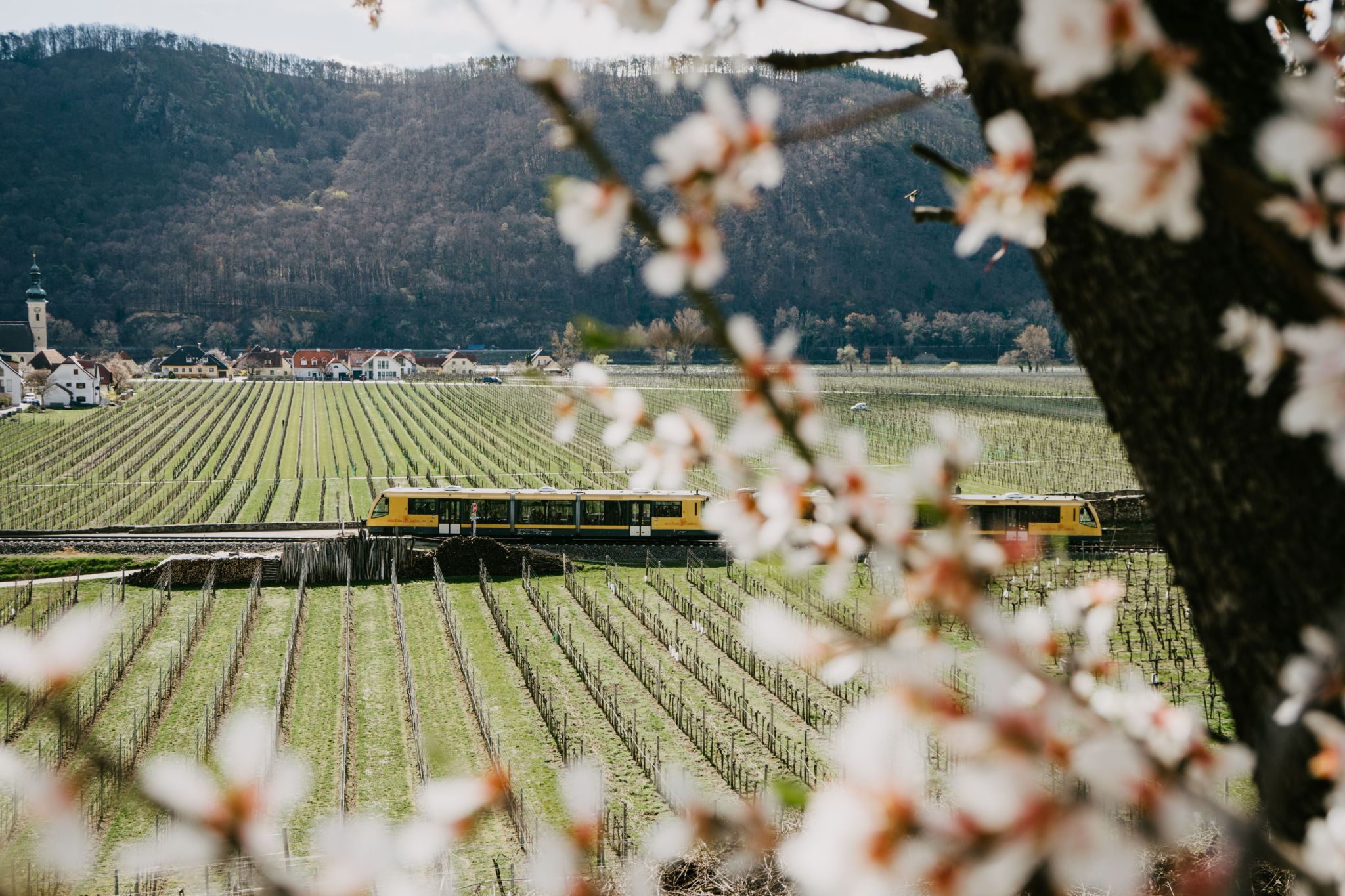 Wachaubahn asigură transport special pentru Weinfrühling 2026 cu trenuri suplimentare și bilete de transport gratuite pentru participanți