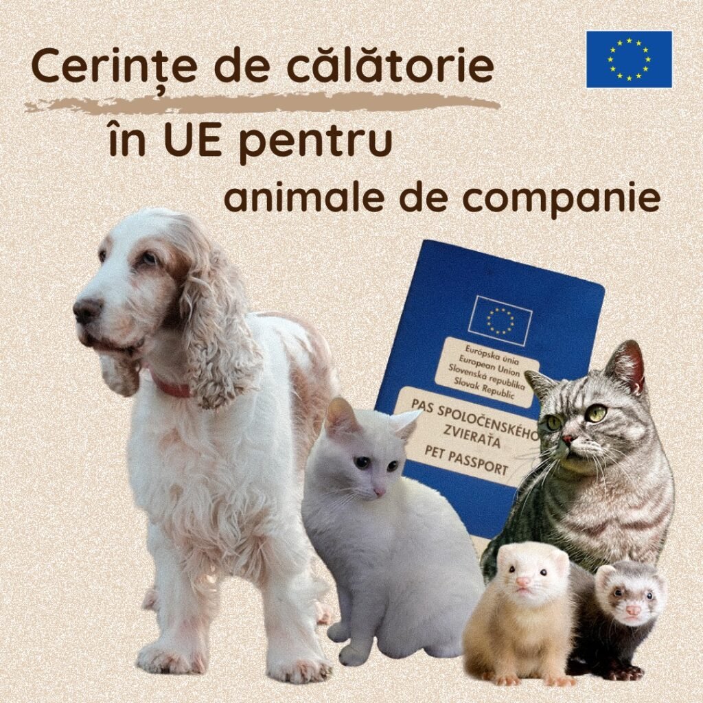 Regulile oficiale pentru călătoria cu animale de companie în UE au fost actualizate: microcip, vaccin antirabic, pașaport și tratament antiparazitar pentru câini