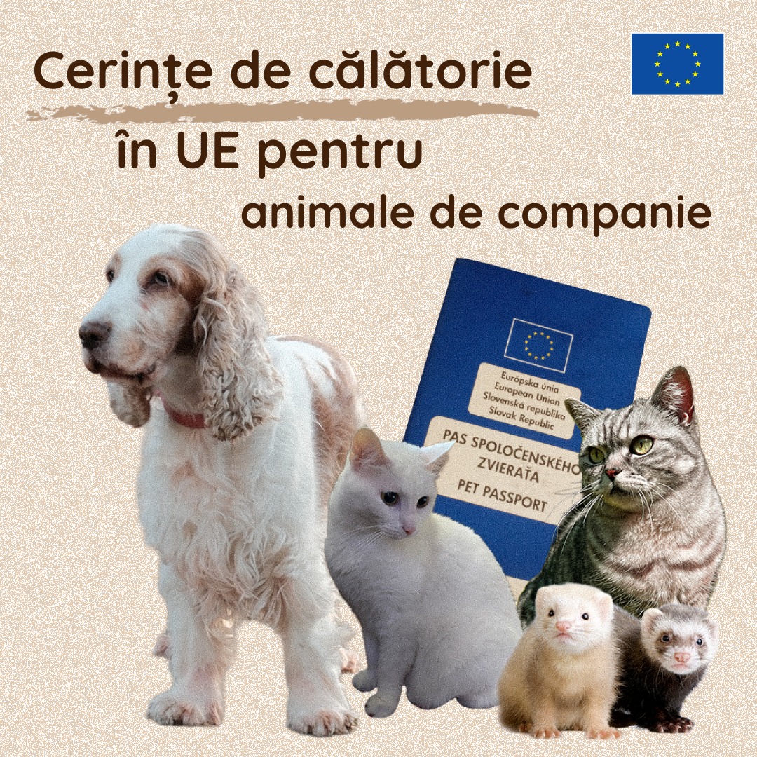 Regulile oficiale pentru călătoria cu animale de companie în UE au fost actualizate: microcip, vaccin antirabic, pașaport și tratament antiparazitar pentru câini