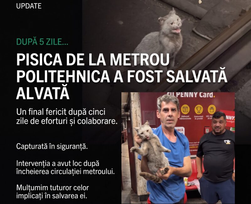 Pisica blocată timp de cinci zile în tunelul metroului Politehnica a fost salvată în urma unei intervenții complexe de echipă